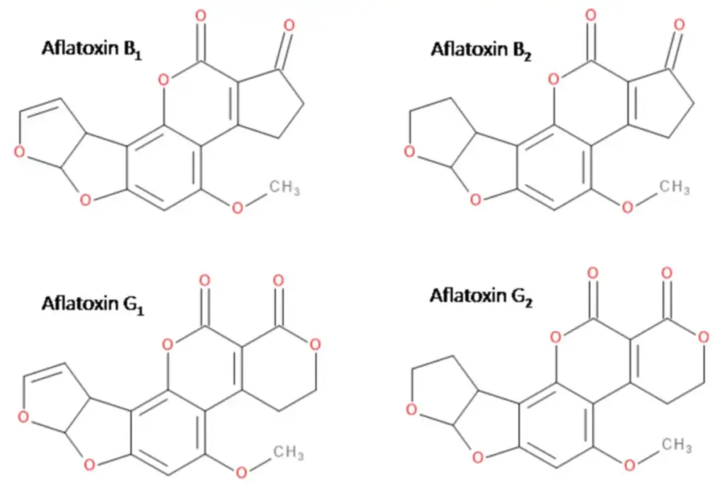 De Gevaren van Aflatoxine en de Rol van Agrifirm