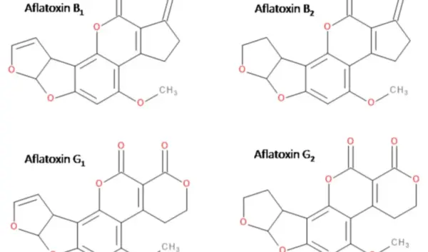 De Gevaren van Aflatoxine en de Rol van Agrifirm