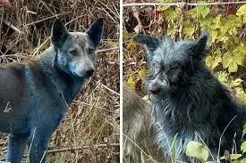De Blauwe Honden van Tsjernobyl: Een Fascinerend Fenomeen