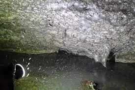 Het Grootste Spinnenweb van Albanie: Een Natuurlijke Wonder