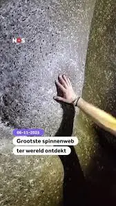 Het Grootste Spinnenweb Ter Wereld: Een Ontdekking Die Verwondert
