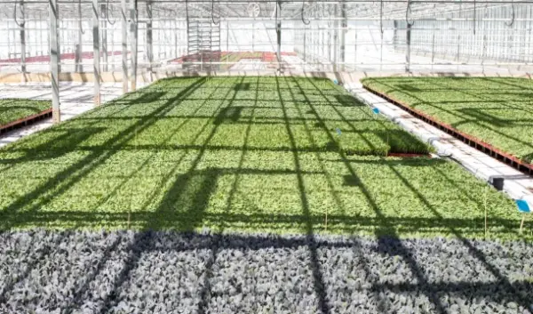 Welkom bij Plantenkwekerij Jongerius: Duurzaam en Kwalitatief