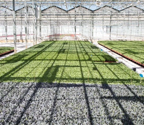 Welkom bij Plantenkwekerij Jongerius: Duurzaam en Kwalitatief