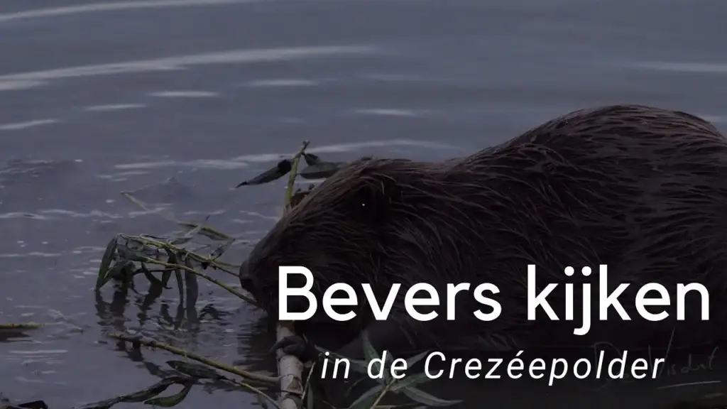 De Bevers: Natuurlijke Ingenieurs van het Ecosysteem
