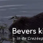 De Bevers: Natuurlijke Ingenieurs van het Ecosysteem