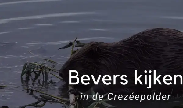 De Bevers: Natuurlijke Ingenieurs van het Ecosysteem