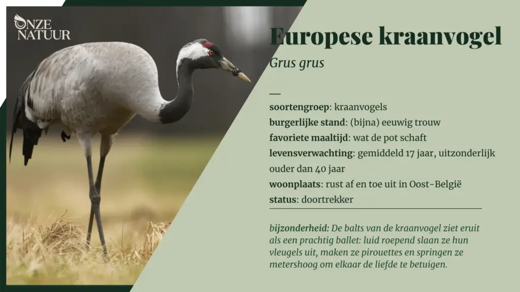 De Kraanvogel: Symboliek en Bescherming in Nederland