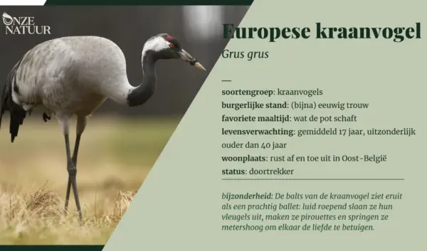 De Kraanvogel: Symboliek en Bescherming in Nederland