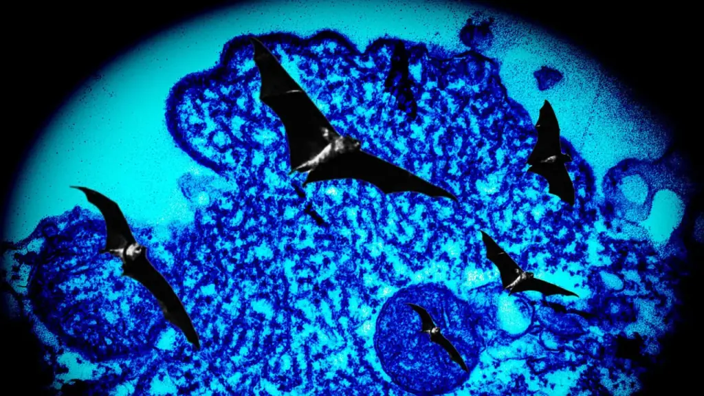Nipah Virus Nederland: Belangrijke Informatie en Updates