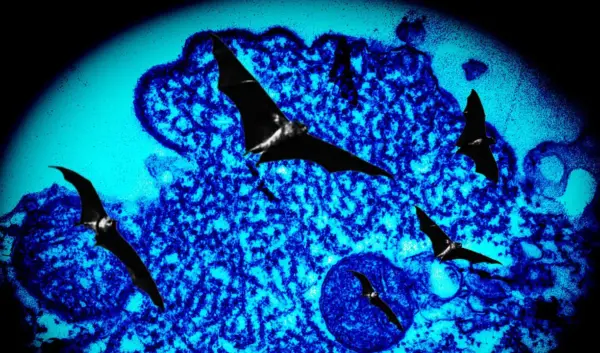 Nipah Virus Nederland: Belangrijke Informatie en Updates
