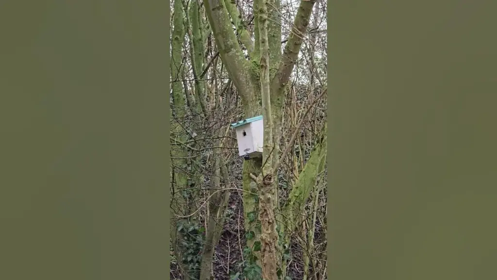 Tuinvogeltelling 2023: Een Belangrijke Natuuractiviteit
