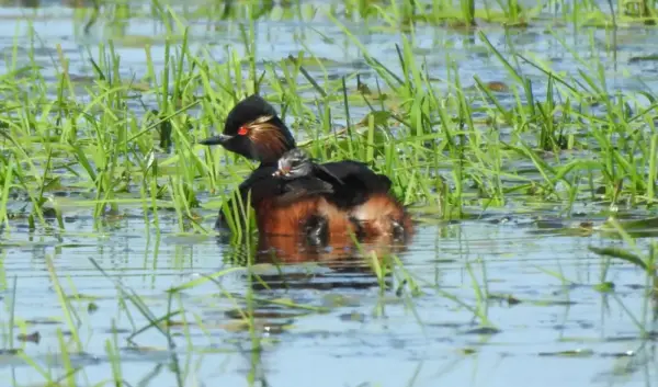 Het Laatste Nieuws van Waldnet