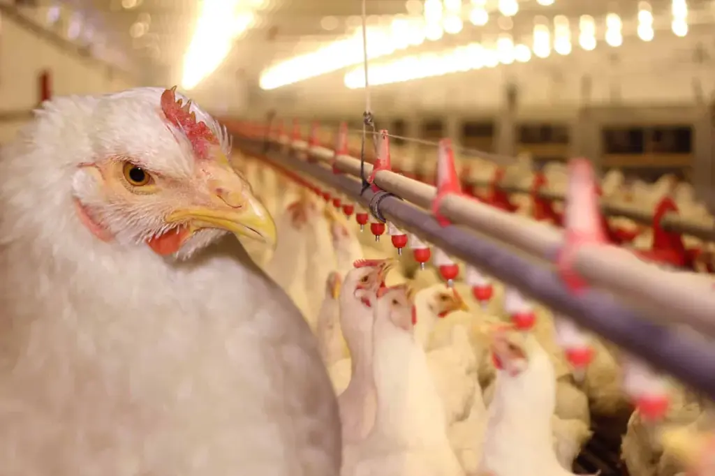 112 ede: Vogelgriepuitbraak en grote defensieopdracht domineren de nieuwsberichten