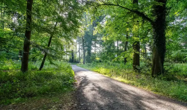 De 4daagse van Nijmegen: Een Uniek Wandelspektakel