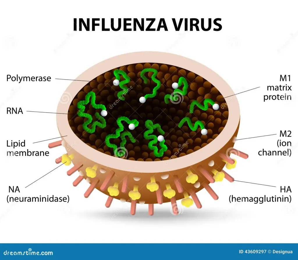 Alles over het Griepvirus en de Impact op Gezondheid