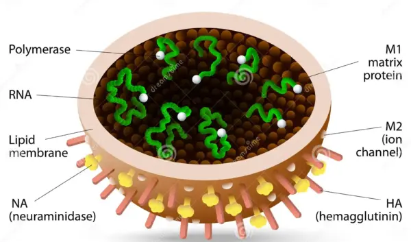 Alles over het Griepvirus en de Impact op Gezondheid