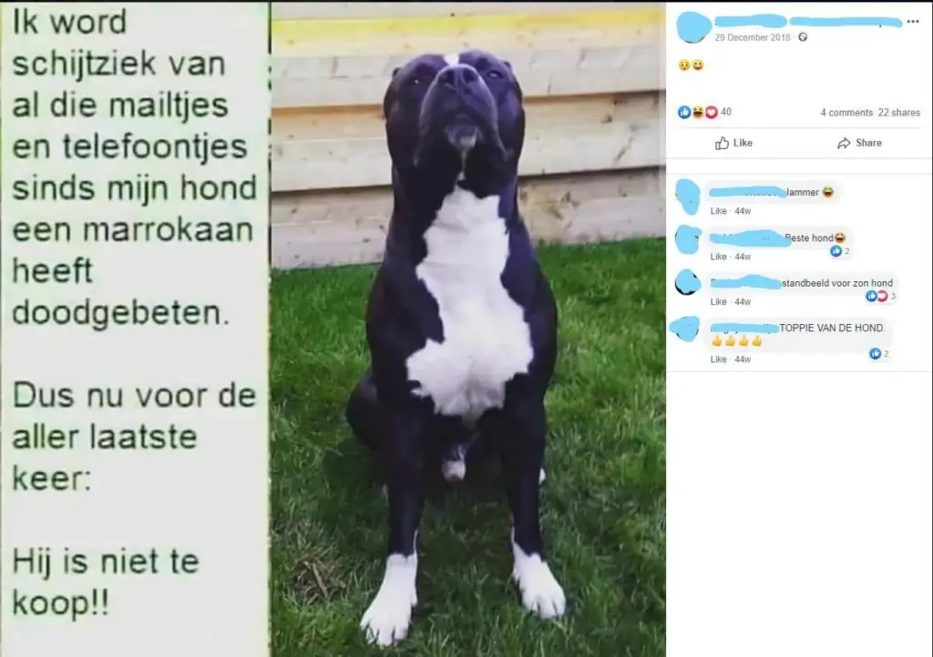 Waarom Honden Onze Beste Vrienden Zijn