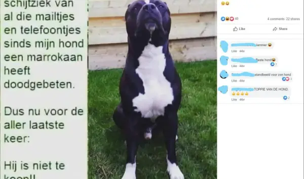Waarom Honden Onze Beste Vrienden Zijn