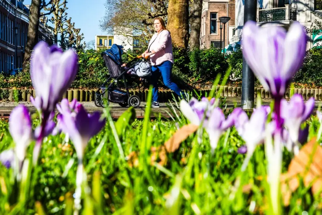 Hooikoorts: De Vroege Pollen en Hun Effect op Allergieën