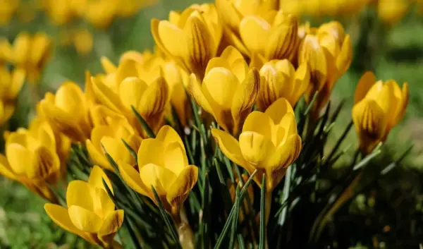 lenteweer — NL news