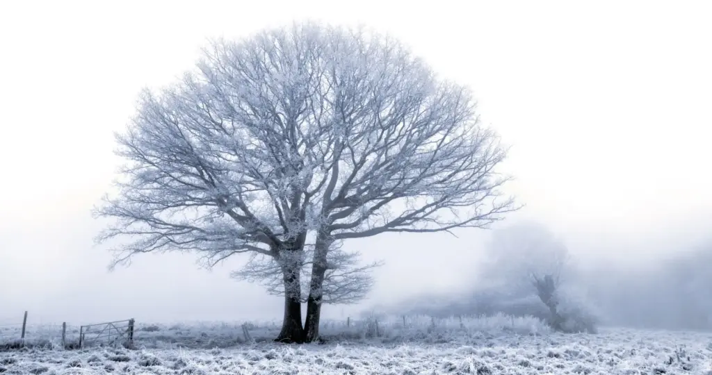 Informatie over de Waarschuwing voor Gematigde Sneeuw en IJs