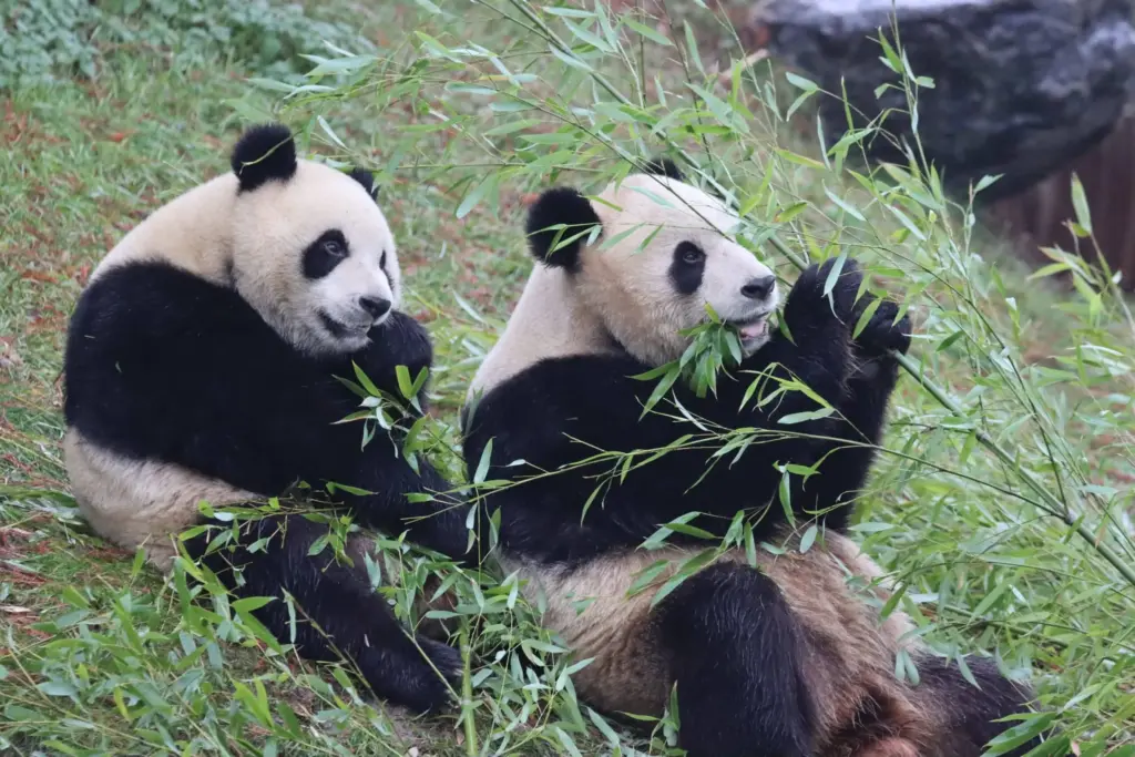 Alles Wat Je Moet Weten Over Pairi Daiza