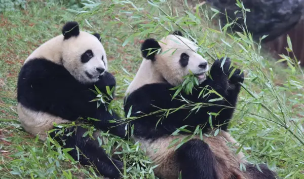 Alles Wat Je Moet Weten Over Pairi Daiza