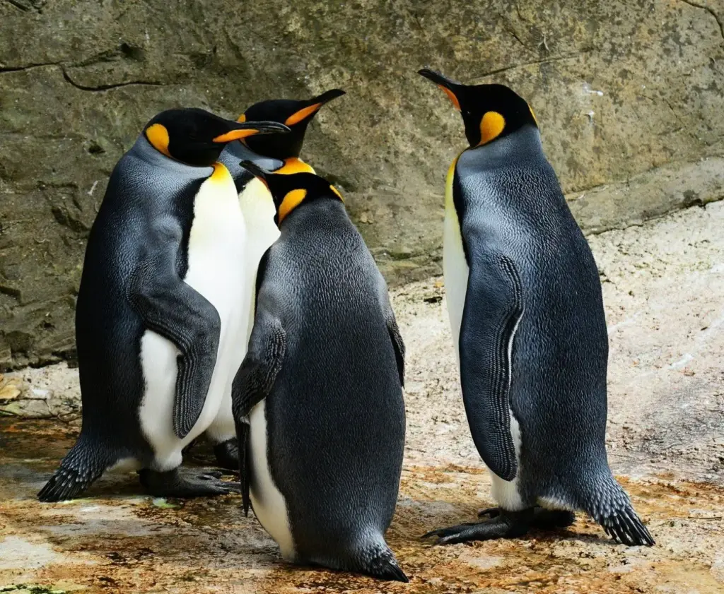 De Huidige Stand van Zaken rond Pinguïns