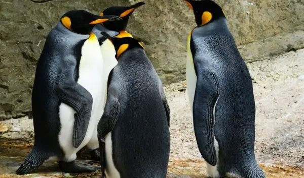 De Huidige Stand van Zaken rond Pinguïns