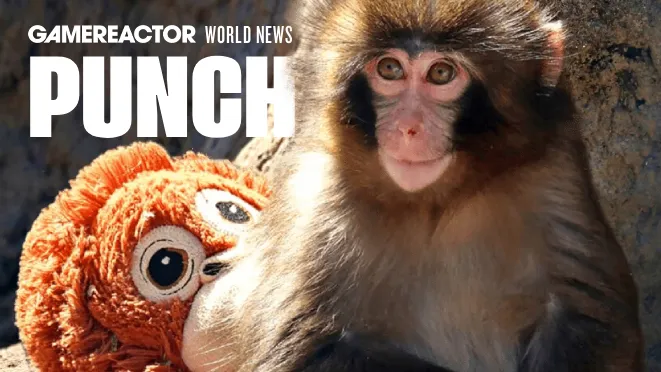 Punch the monkey: Het verhaal van een viral baby-aapje dat harten verovert