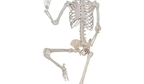 Het Belang van Skelet Onderzoek in de Geneeskunde