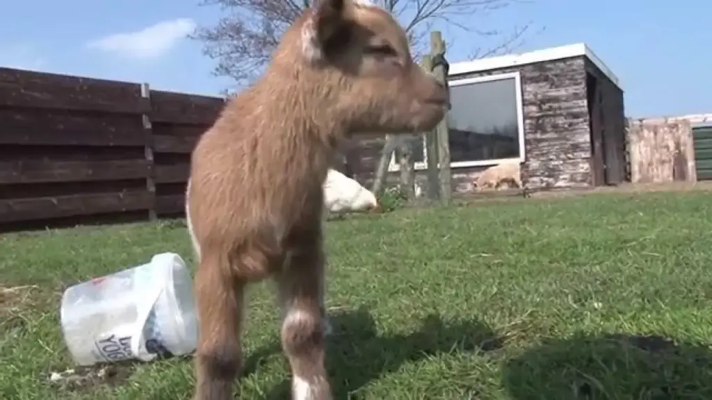 Het Wonder van een Vijfling Geboren in Nederland