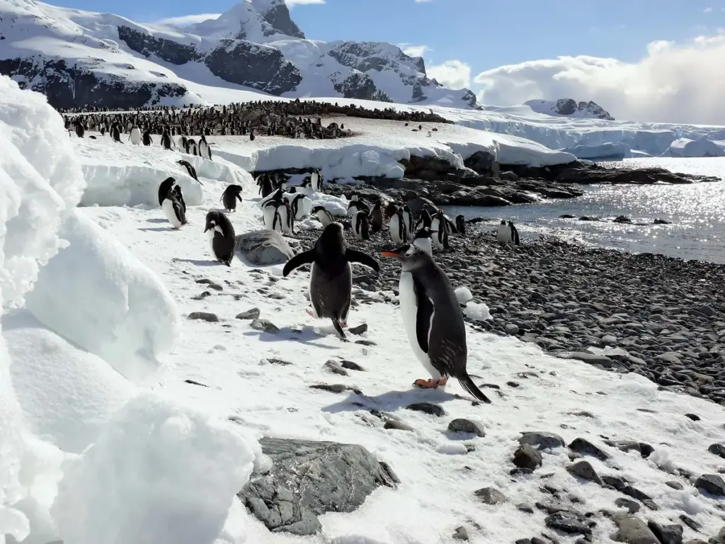 Antarctica: De impact van toerisme op