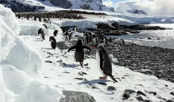 antarctica — NL news