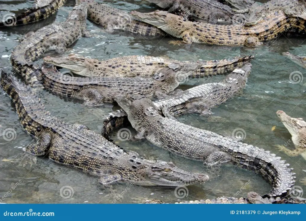 Krokodillen australie