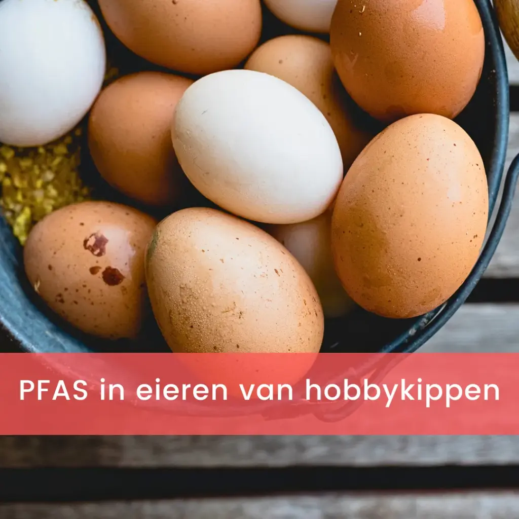 Pfas eieren hobbykippen: PFAS in eieren van hobbykippen