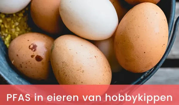 pfas eieren hobbykippen — NL news