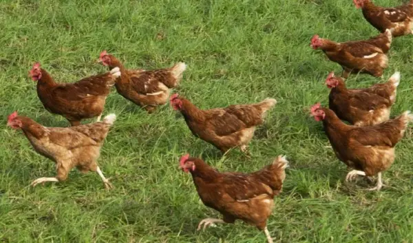 pfas eieren hobbykippen — NL news