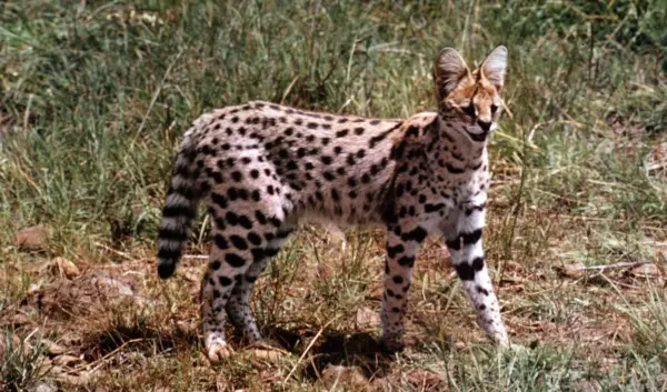 serval — NL news