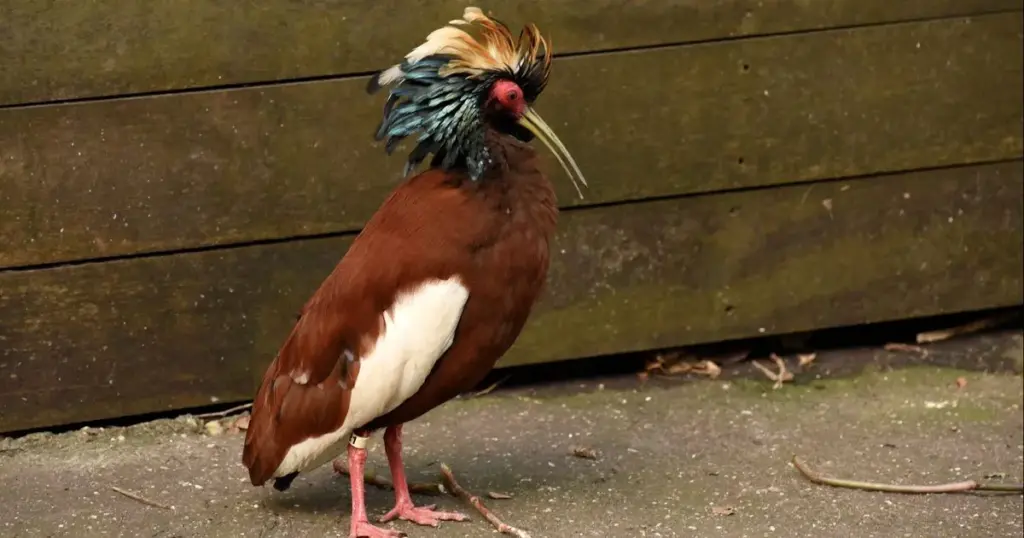 Wildlands: kuifibispopulatie sterft door vogelgriep