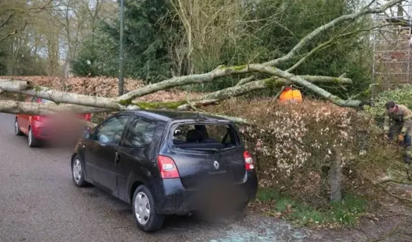 wind — NL news