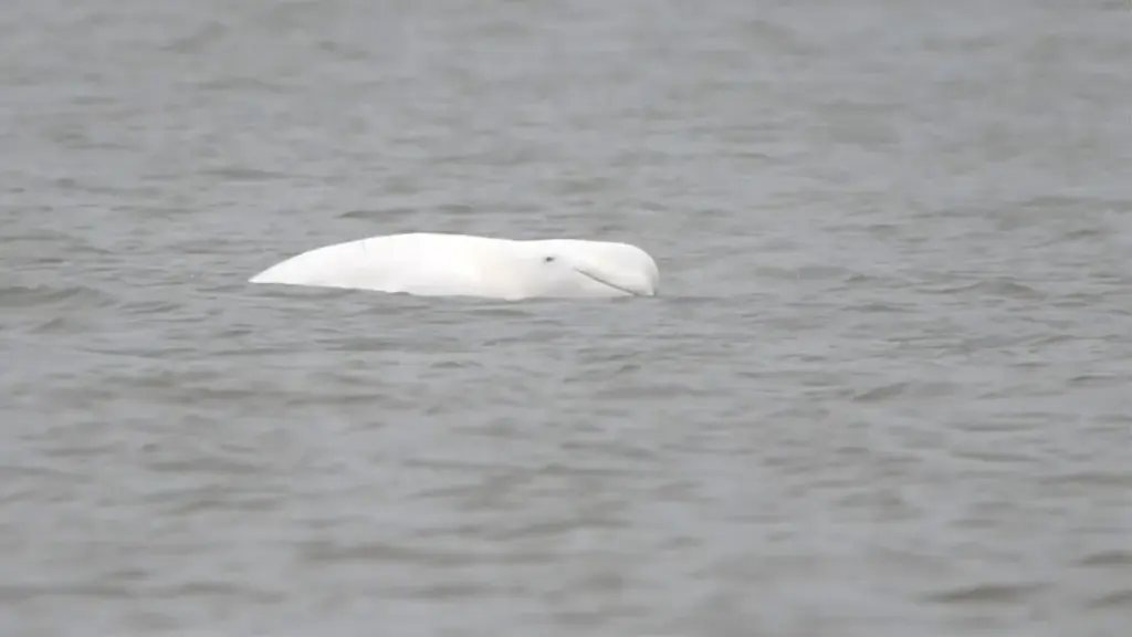 Witte dolfijn mogelijk gespot voor de kust van Blankenberge