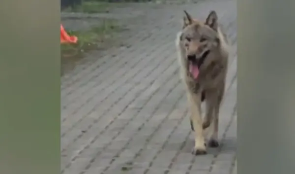 wolf hengelo — NL news