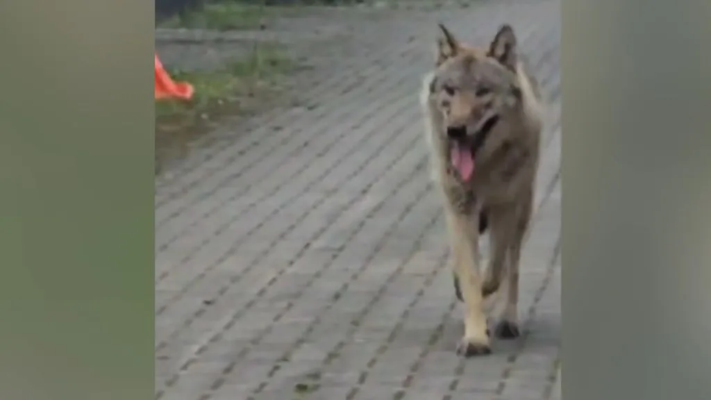 Wolf Hengelo: Onverwachte Gast Tijdens Fietsexamen