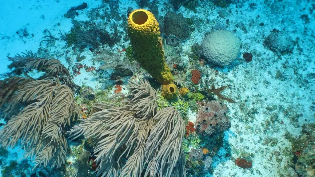 Zeekomkommer: Ontdekking van een nieuwe  in de Britse Caribische eilanden