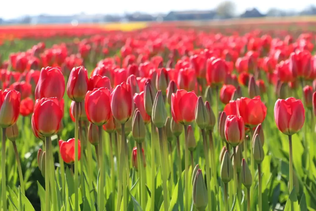 Bollenstreek: Noordwijk verliest van Groene Ster