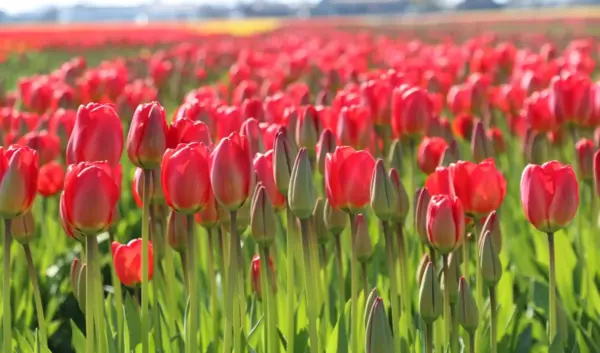 bollenstreek — NL news