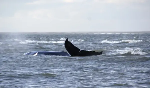 bultrug niet meer te redden — NL news
