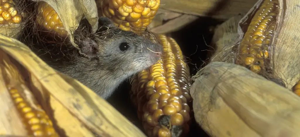 Echte ratten: superratten bedreigen Spanje