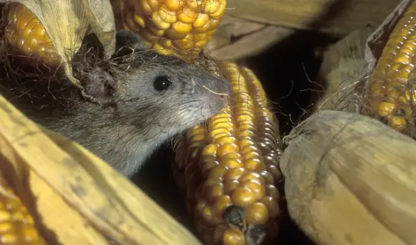 echte ratten — NL news